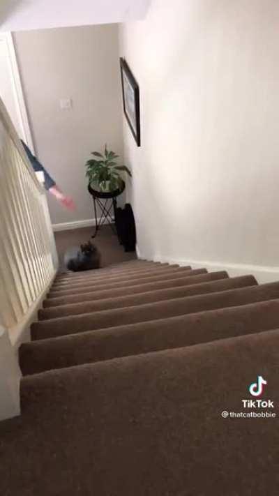 The way this cat runs upstairs is the best thing I've seen all day. His little legs move fast af