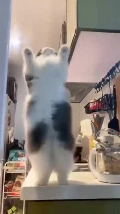 Fluffy dance