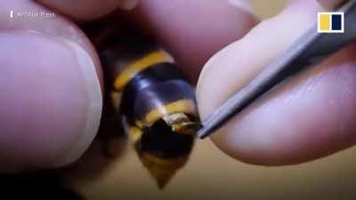 Removing a stomach parasite from a live murder hornet