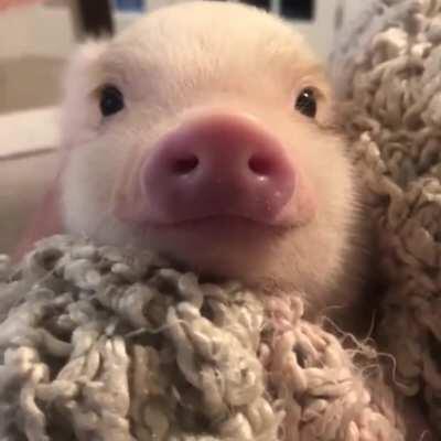 An extremely Happy Piglet