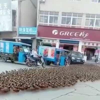 A duck herder and his army