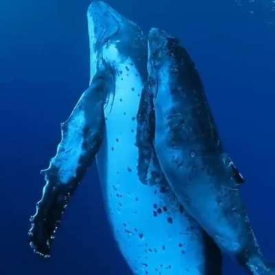 Very close encounter with a humpback whale and her newborn on their 8000km journey at Rarotonga, Cook Islands