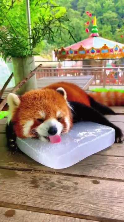 Red Panda just chillin