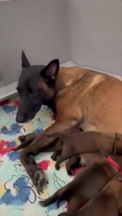 Dog Father amazed and surprised with his Puppies after see them for the first time.