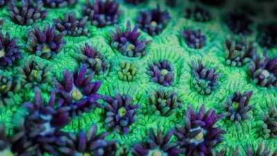 🔥 Here's some pretty trippy coral