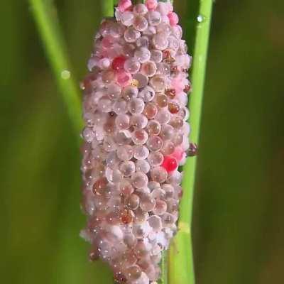 🔥 Golden Apple snail, one of the worst invasive alien species, laying eggs 🔥