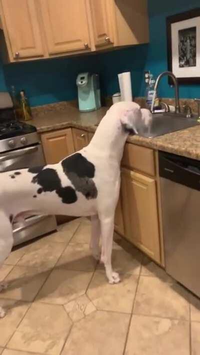 House cow only drinks the freshest of water