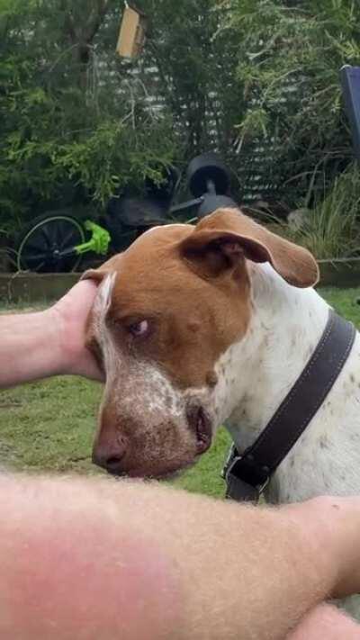 My Dog smiles when he gets ear scratches