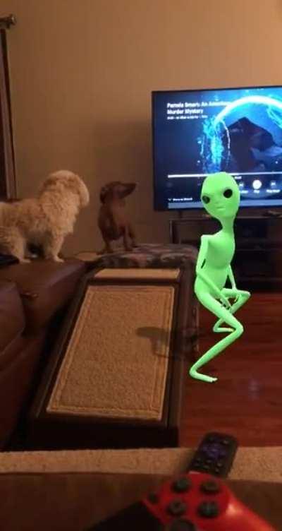 My dogs dance with a twerking alien.