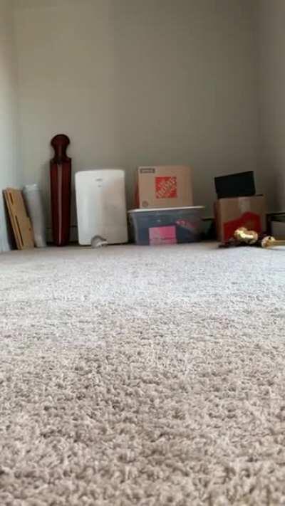 The only video I managed to get of Otis exploring our new home he was so thrilled.