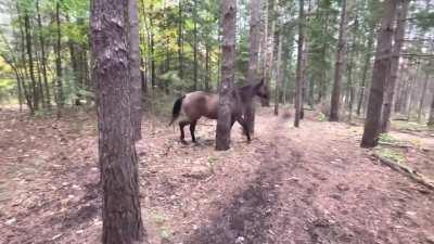 Horse kicks tree, farts and runs away.