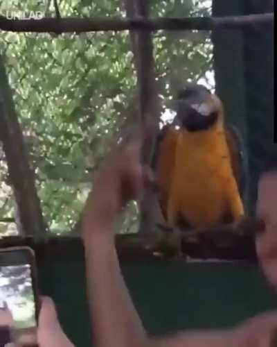 Parrot took just enough