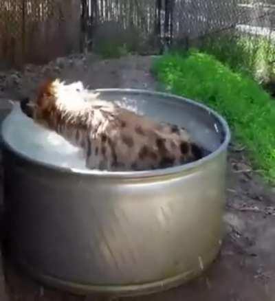 Hyena playing in water