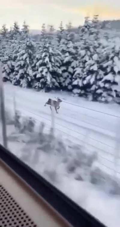 Reindeer keeping up with a train