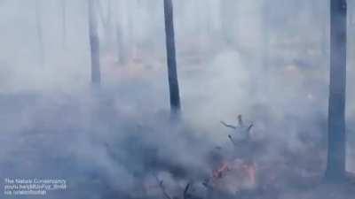 Forest re-growing after a fire (two months)