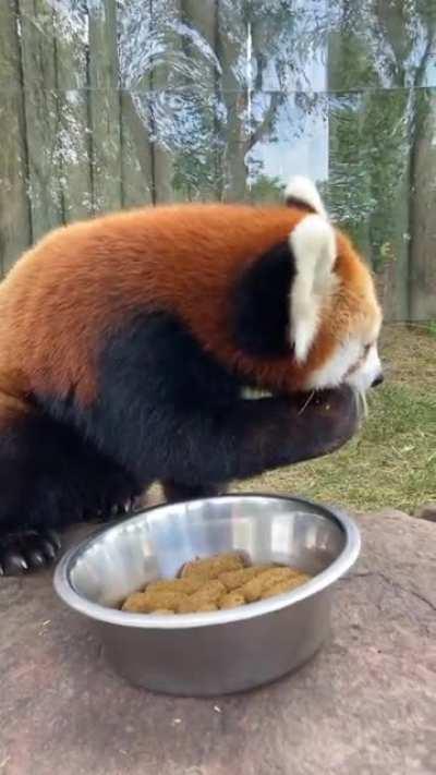 Snack time for Suva the red panda