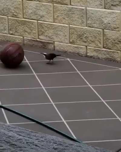 This bird playing with a basketball just for the fun of it