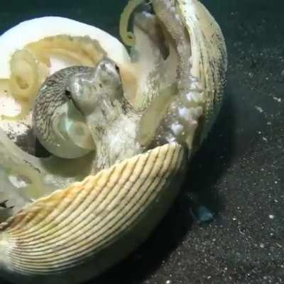 An octopus using shells as shields as a scuba diver approaches it.