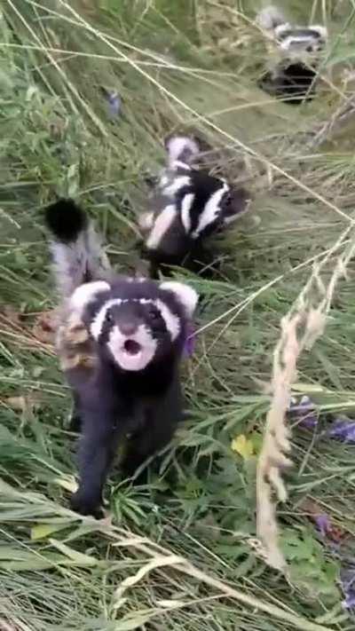 Ukrainian volunteer checks on the endagered Wild Marbled Polecats to make sure they are okay.