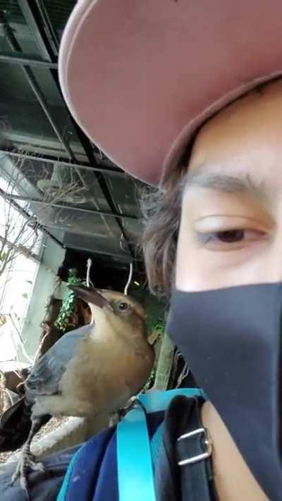 What could go wrong when you have a bird on your shoulder.