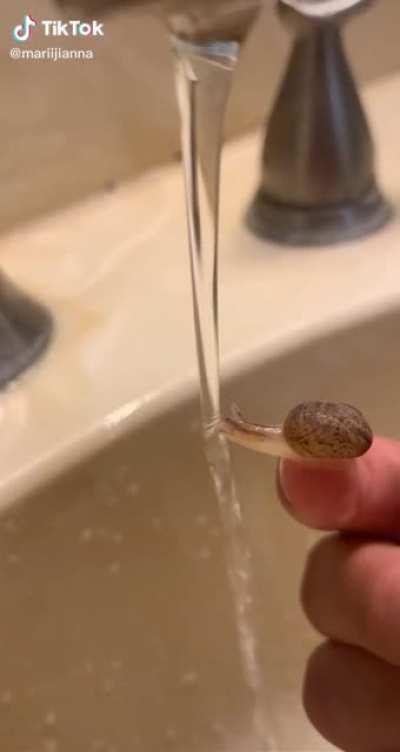 Snail homie found on tiktok