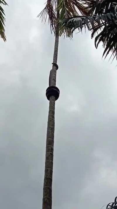 Snake climbing a tree