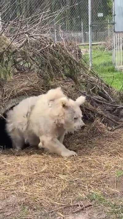 A Himalayan brown bear emerging from hibernation