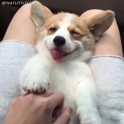 Proof Of Why You Need A Corgi In Your Life