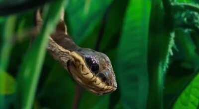 This caterpillar disguises itself as a snake to scare off predators