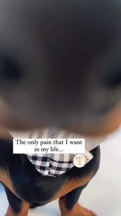 The only pain in my life