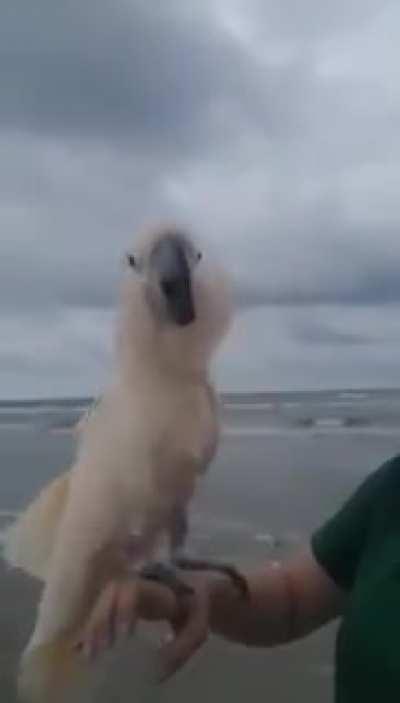 Parrot saw the ocean for the first time