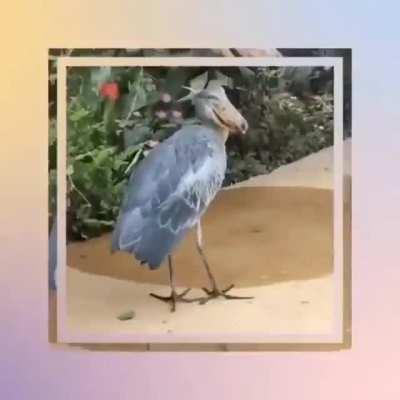 shoebill storks ♡ (BTW sorry for the starting image it's a bait an switch meme from discord)