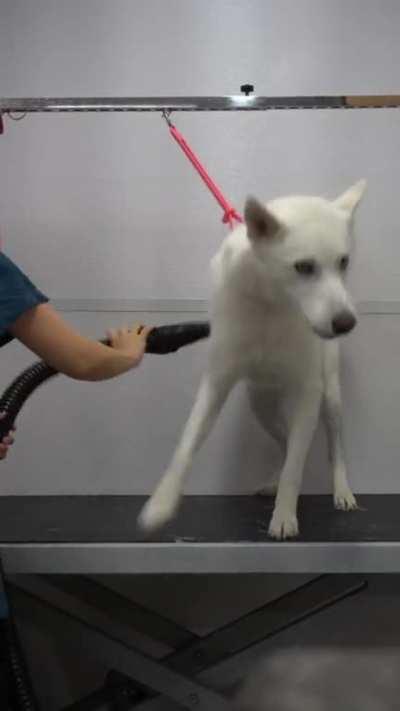 Husky almost dies at the pet groomers