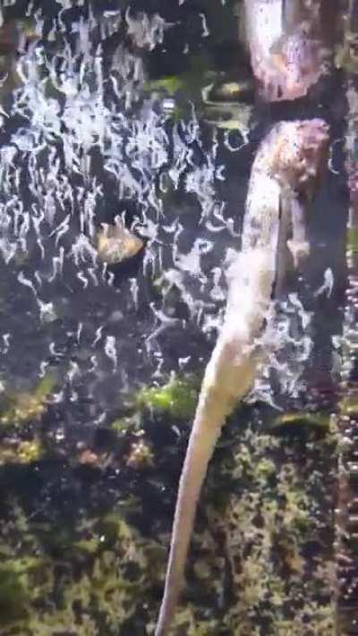 Seahorse giving birth