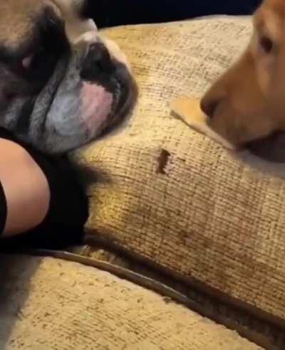 Cute pupper shares half her biscuit