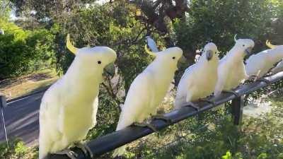 A group of Cockatoos patiently wait on my Auntie's balcony in Sydney every day for their morning treat