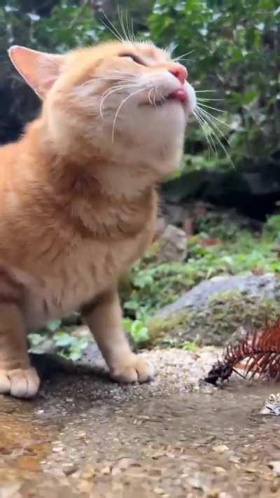 My Gingerhead boy got so drunk that he went looking for a natural water source 😻