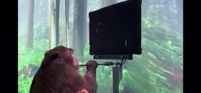 Monkey playing Pong with his mind