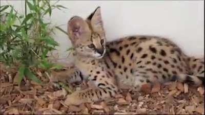 Bouncy, Curious Serval Kitten at Colchester Zoo 2018