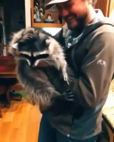 A raccoon getting unwanted kisses from dad