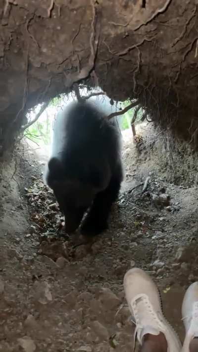 Serbian Youtuber face to face with a bear