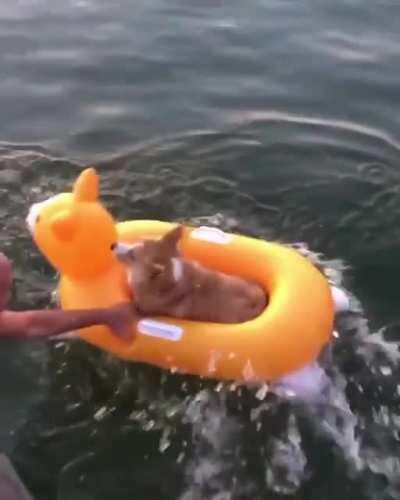 Dog jumping on a pool float.