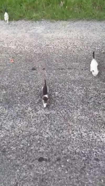 Man stops to rescue a kitten, gets welcomed by the entire squad!