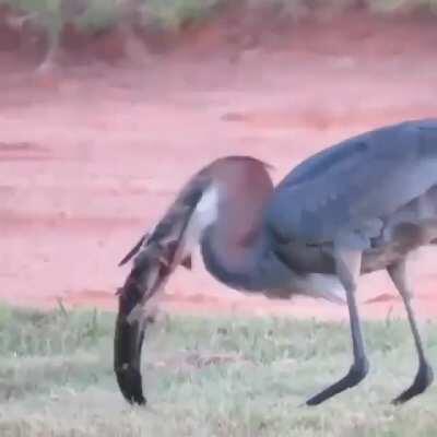 Goliath Heron swallows the huge barbel fish