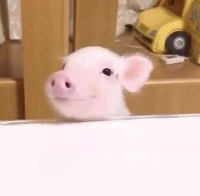 Smiling piglet is here to brighten your day