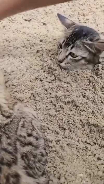 cats and sand