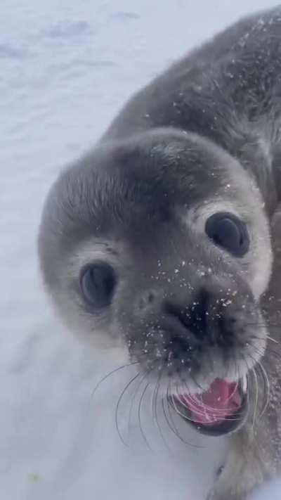 So this is what a Weddell seal pup sounds like