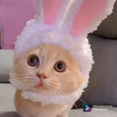 Cute kitty bunny