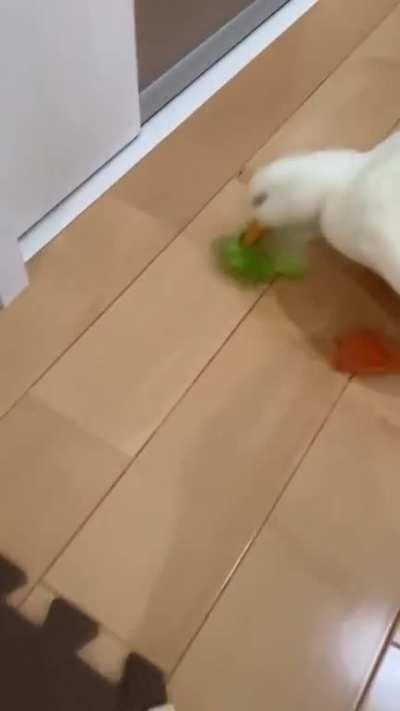 Duck steals unshredded lettuce and runs away