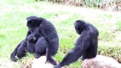 The song of the siamang (Caution: extremely beautiful!)